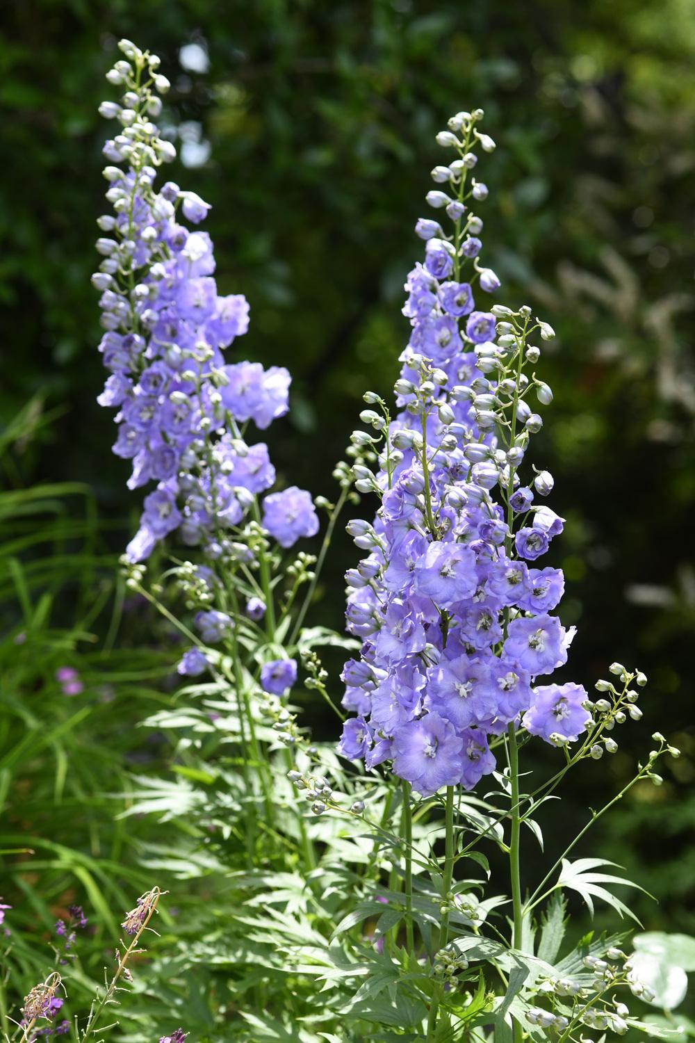 Delphinium elatum 'Gillian Dallas'